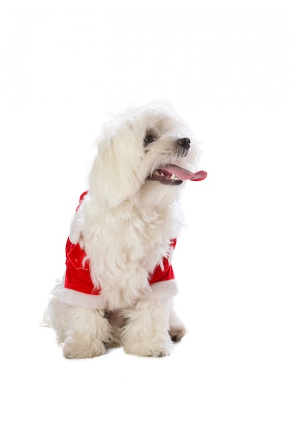 Joli bichon avec pull de noel