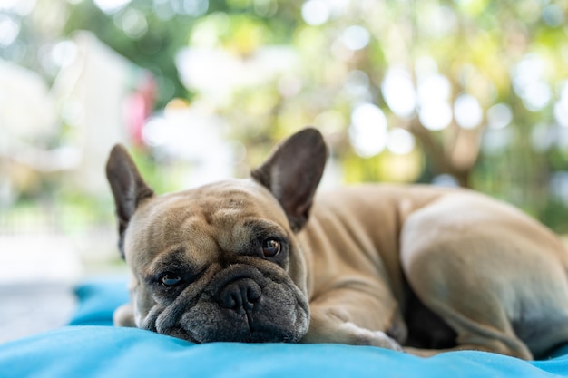 Joli bouledogue français allongé sur un oreiller bleu regardant la caméra.