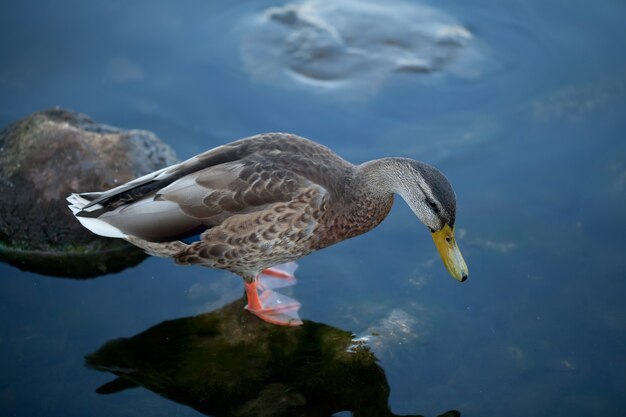 Joli canard dans l'eau bleu foncé froide