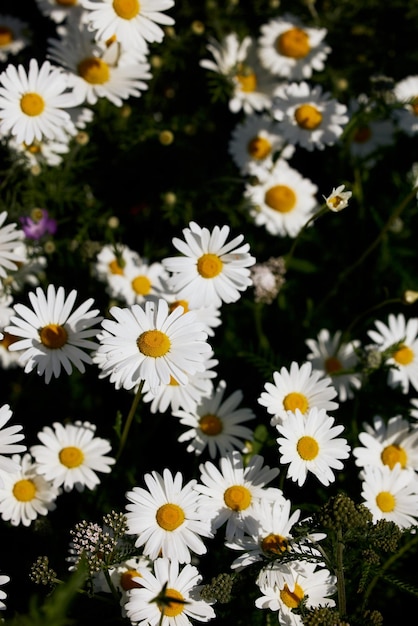 Joli champ de fleurs de marguerites blanches au danemark