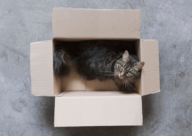 Joli chat aux cheveux longs jouant dans une boîte en carton sur le sol