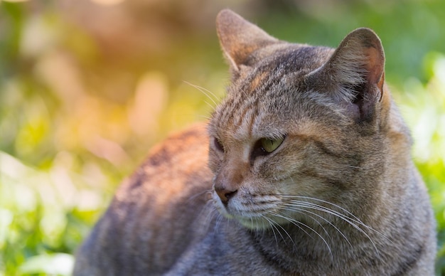 Joli chat aux yeux bleus allongé à l'extérieur dans l'herbe. animaux de compagnie populaires