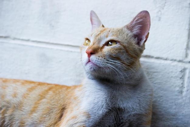 Un joli chat aux yeux jaunes et aux moustaches