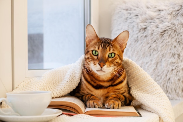 Joli chat bengal aux yeux verts sur le rebord de la fenêtre sous un plaid tricoté lire un livre dans une maison confortable