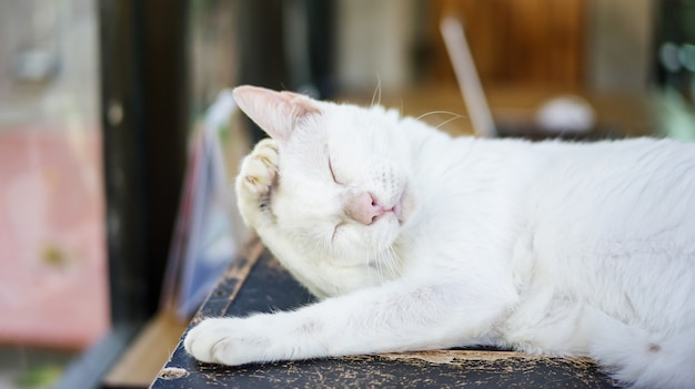 Joli chat blanc couché dans une pièce.