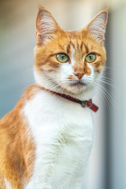 Photo joli chat blanc rouge dans un collier rouge se détendre sur le jardin sur la clôture gros plan faible profondeur de champ le chat regarde quelque chose