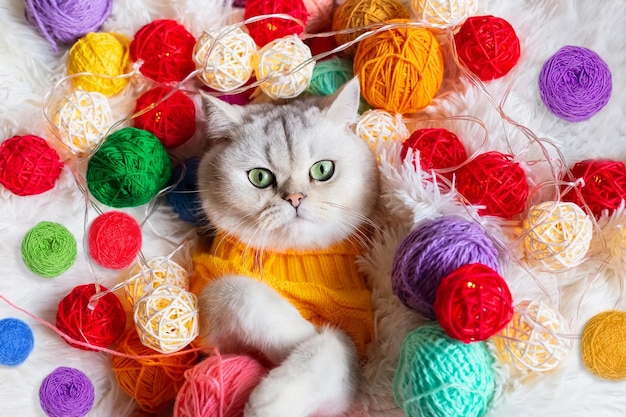 Un joli chat blanc se trouve dans un chandail tricoté jaune sur une couverture moelleuse avec des pelotes de laine colorées