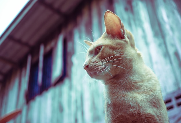 Joli chat brun, gingembre orange regardant quelque chose