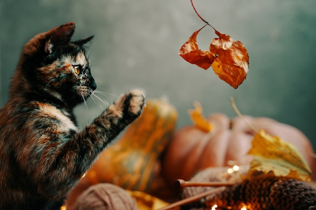 Joli chat coloré jouant avec une feuille d'automne sèche
