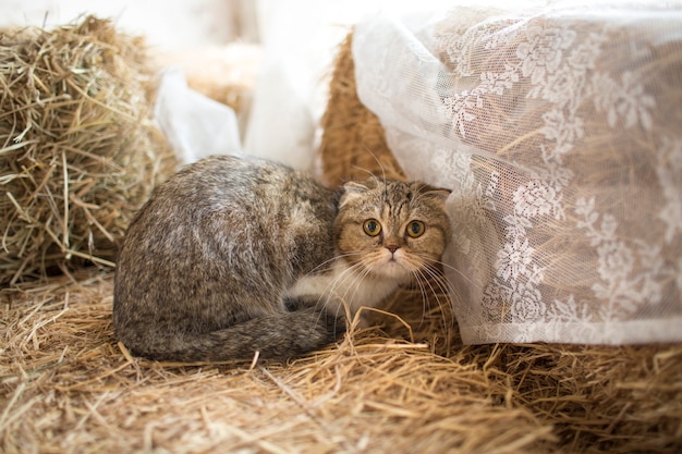 Joli chat couché sur le sol