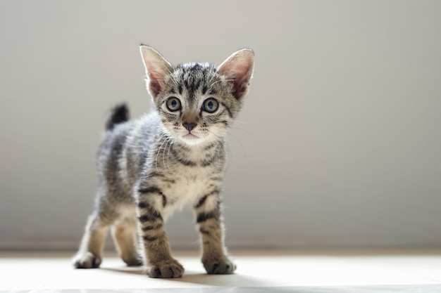 Joli chat debout dans la chambre et mornig light