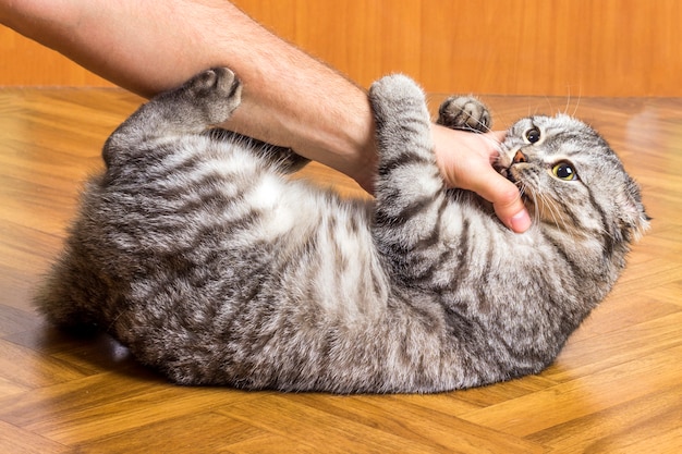 Joli chat drôle jouant avec la main de l'homme