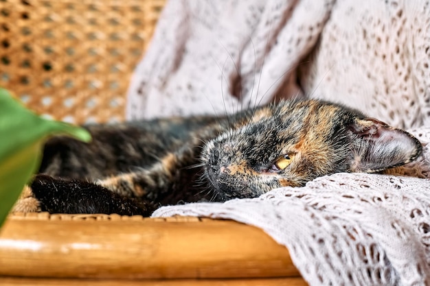 Joli chat écaille de tortue dormant sur une couverture beige en dentelle Funny home pet Concept de bien-être relaxant et confortable Doux rêve