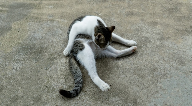 Un joli chat errant se nettoyant est assis sur un sol en ciment Gros plan horizontal.