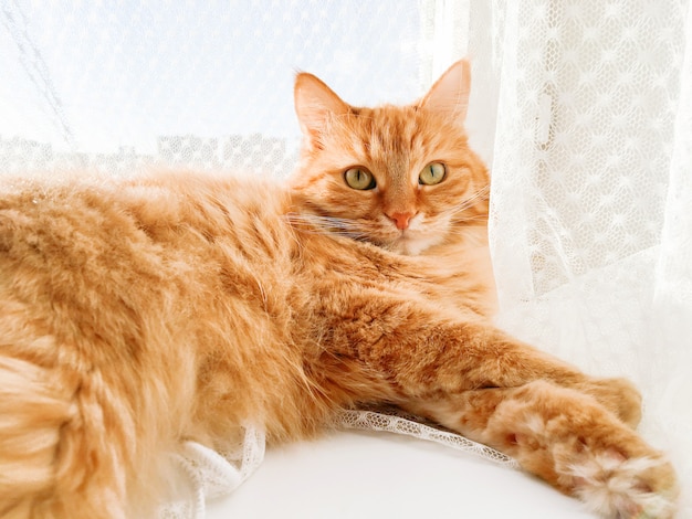Joli chat gingembre allongé sur le rebord de la fenêtre avec un rideau de tulle. Fluffy Pet regarde avec curiosité. Journée ensoleillée dans une maison confortable.