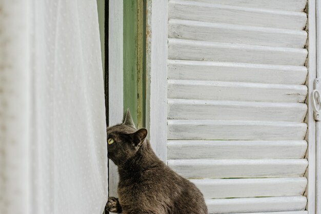 Photo le joli chat gris argenté s'amuse à jouer avec les rideaux blancs de la fenêtre de la maison.