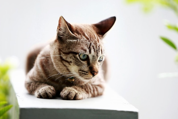 Joli chat gris assis à l'extérieur