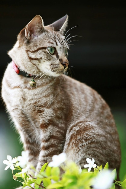 Joli chat gris assis à l'extérieur