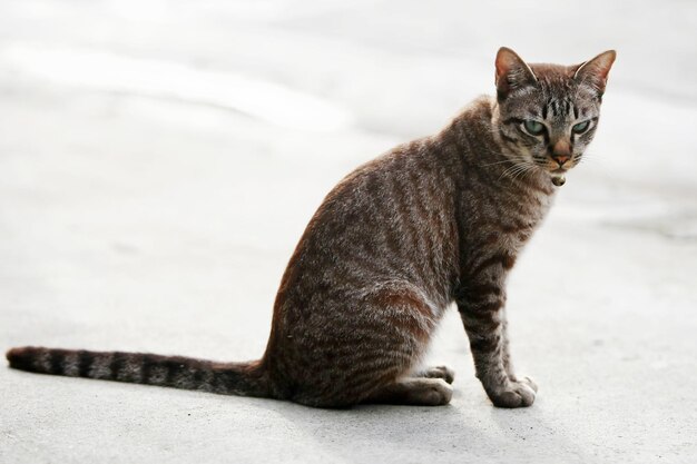 Joli chat gris assis à l'extérieur