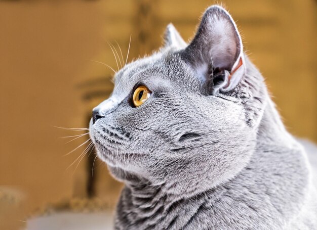 Joli chat gris aux yeux jaunes assis générative ai