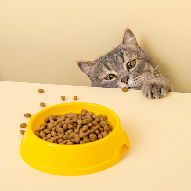 Un joli chat gris et un bol de nourriture sur fond jaune Atteindre son petit voleur de nourriture préféré