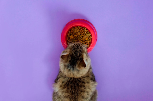 Joli chat gris et un bol de nourriture sur fond violet Le chat mange de la nourriture sèche Le concept d'animaux de compagnie préférés Vue d'en haut