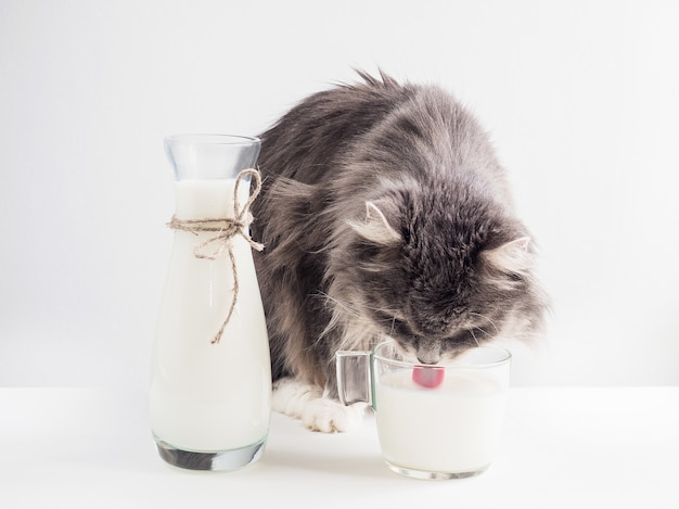Joli chat gris buvant du lait frais