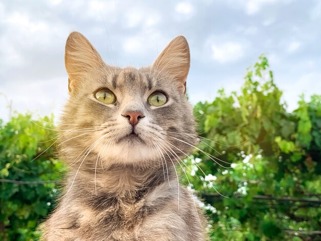 Joli chat gris sur fond de ciel bleu