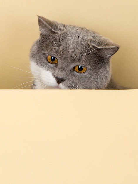 Un joli chat gris sur fond jaune, jetant un coup d'œil sur un espace de copie vierge