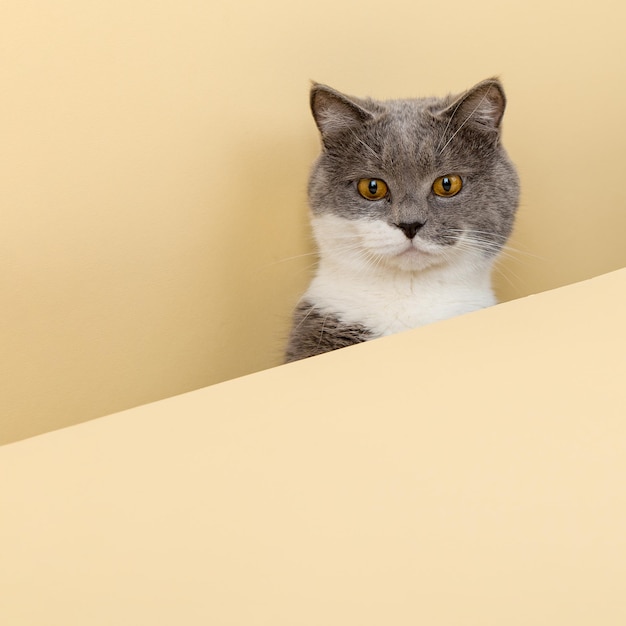 Un joli chat gris sur fond jaune, jetant un coup d'œil sur un espace de copie vierge