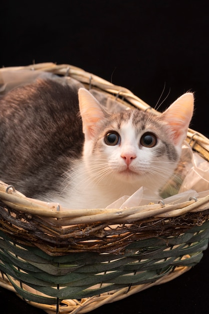 Joli chat gris moelleux avec une longue moustache