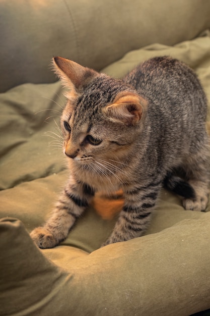 Joli chat gris moelleux avec une longue moustache