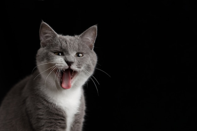 Un joli chat gris sur un mur sombre. Animal de compagnie moelleux ludique.
