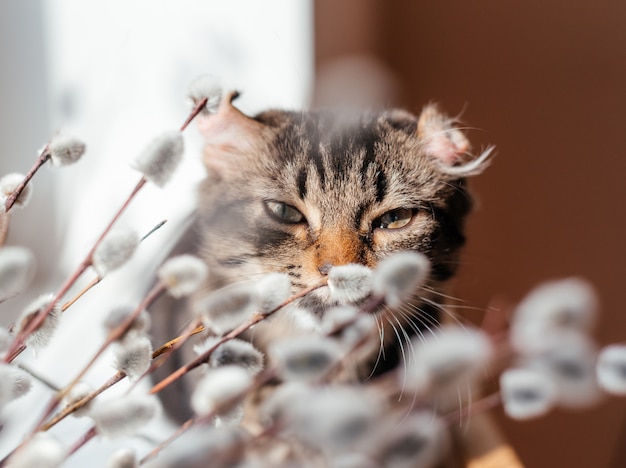 Joli chat gris reniflant des branches de chateau de saule