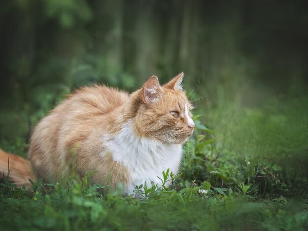 Joli chat jaune marchant dans un pré dans l'herbe verte sur fond d'arbres Gros plan lumière du jour en plein air Concept de soins éducation obéissance formation et élevage d'animaux de compagnie