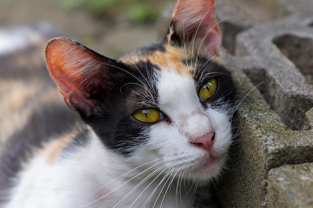 Un joli chat local au nez rose, peu profond