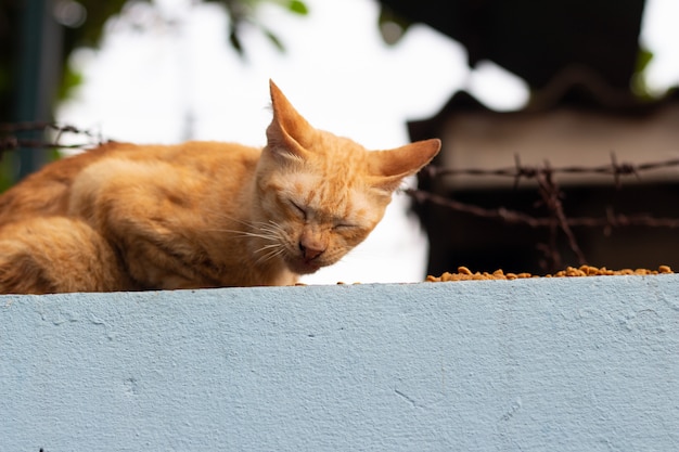 Joli chat manger sur le sol sur le mur