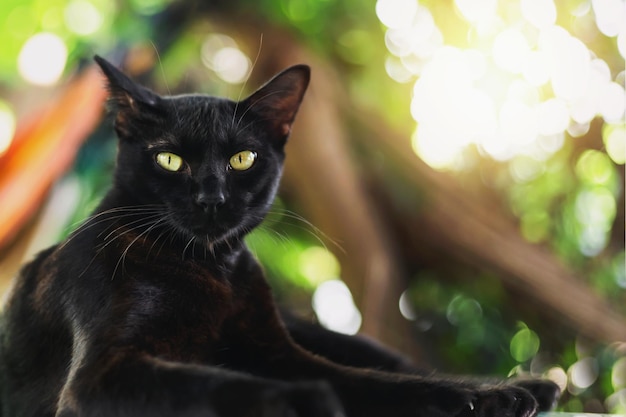 Photo joli chat noir allongé sur fond de nature de table en bois