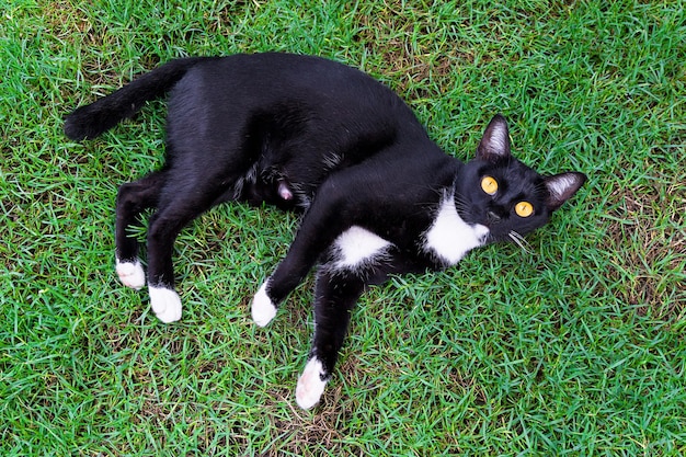 Joli chat noir allongé sur l'herbe verte vue sur le dessus de la pelouse