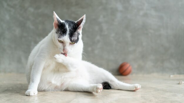 Joli chat noir et blanc se lèche la patte.