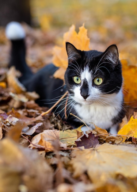 Un joli chat noir et blanc se trouve dans une feuille d'automne.