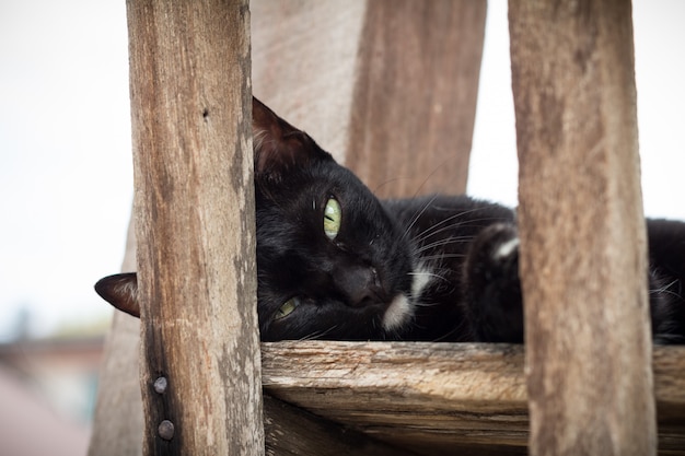 Joli chat noir lève les yeux