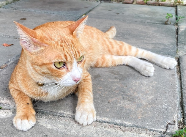 Joli chat orange allongé sur le sol