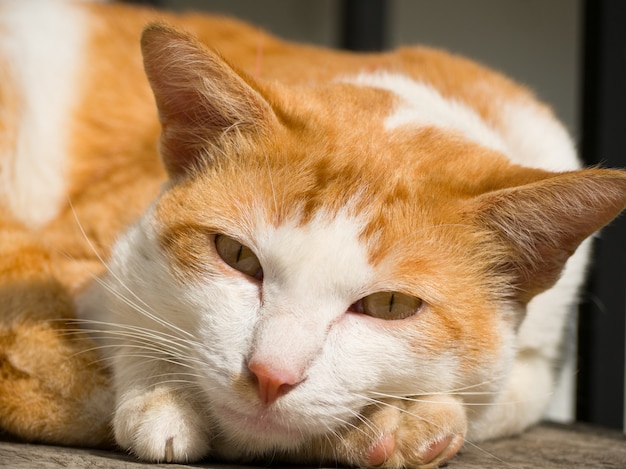 Joli chat orange Dormir et regarder la caméra