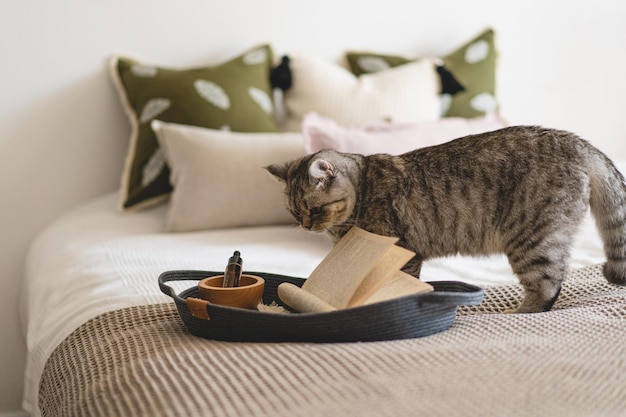 Joli chat des oreillers droits et lin écossais sur un lit blanc avec décor à la maison Détails de la nature morte à la maison sur un lit Cosy home Sweet home