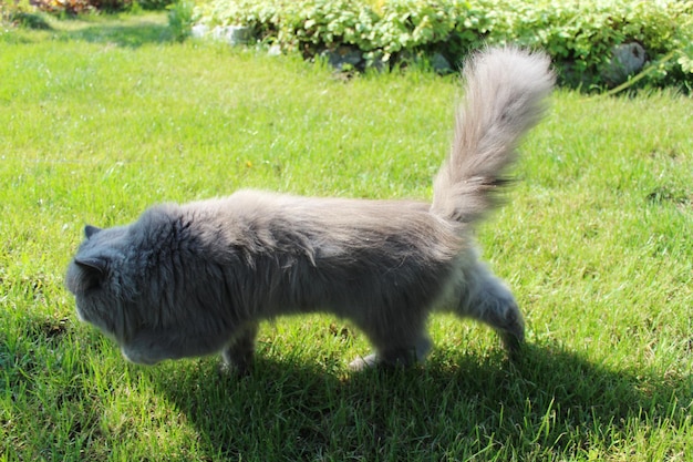 joli chat persan se promenant sur l'herbe verte