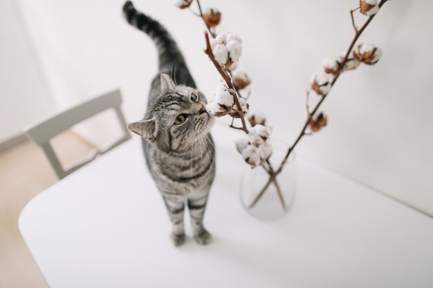 joli chat posant avec des fleurs sur une surface blanche à l'intérieur