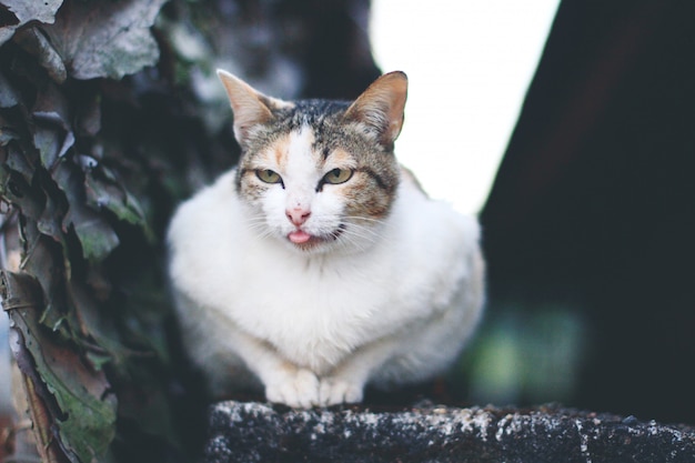 Joli chat profiter et se détendre sur la terrasse avec la lumière naturelle