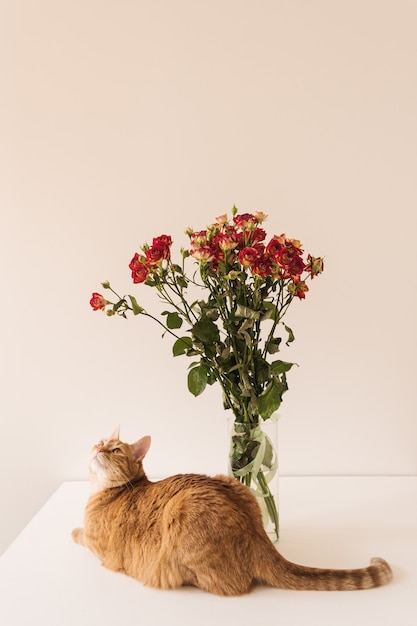 Joli chat rouge et bouquet de roses rouges dans un vase contre un mur blanc