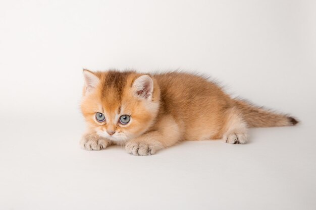 Joli chat rouge sur fond blanc